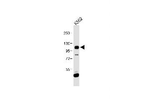 Anti-FGFR4 Antibody (N-term) at 1:1000 dilution + K562 whole cell lysate Lysates/proteins at 20 μg per lane. (FGFR4 Antikörper  (N-Term))