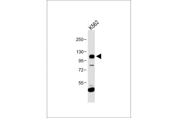 FGFR4 Antikörper  (N-Term)