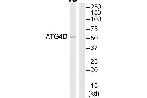Western blot analysis of extracts from K562 cells, using ATG4D antibody. (ATG4D Antikörper  (N-Term))