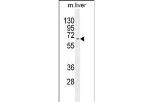 Western blot analysis in mouse liver tissue lysates (35ug/lane). (Kyphoscoliosis Peptidase Antikörper  (N-Term))
