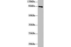Western Blot All lanes: DHX32 antibody at 10 μg/mL + Mouse liver tissue Secondary Goat polyclonal to rabbit IgG at 1/10000 dilution Predicted band size: 85, 76 kDa Observed band size: 85 kDa (DHX32 Antikörper  (AA 301-500))