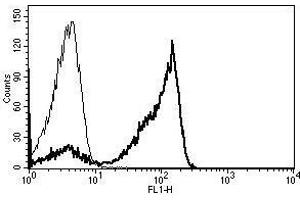 A typical staining pattern with the B-E2 monoclonal antibody of lymphocytes (CD2 Antikörper)