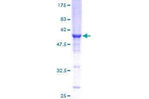 Rab3c Protein (AA 1-227) (GST tag)