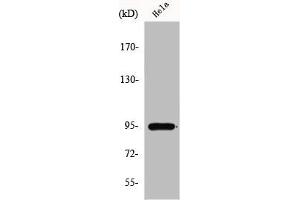 Western Blot analysis of HepG2 cells using GIT1 Polyclonal Antibody (GIT1 Antikörper  (C-Term))