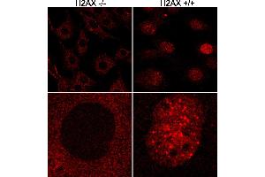Immunofluorescence (IF) image for anti-H2A Histone Family, Member X (H2AFX) (C-Term) antibody (ABIN7449536)