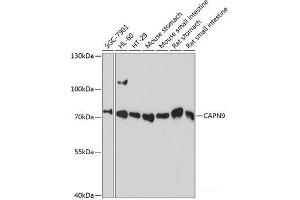 Western blot analysis of extracts of various cell lines using CAPN9 Polyclonal Antibody at dilution of 1:3000. (Calpain 9 Antikörper)