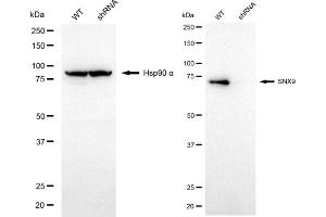 Western blotting analysis using SNX9 antibody (ABIN7800412). (SNX9 Antikörper)