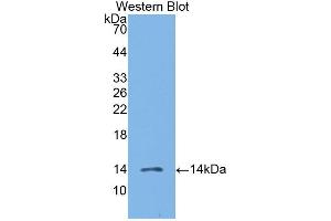 Western blot analysis of the recombinant protein. (CCL19 Antikörper  (AA 22-98))