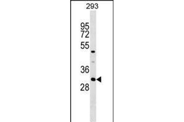 ASB7 anticorps  (AA 82-108)