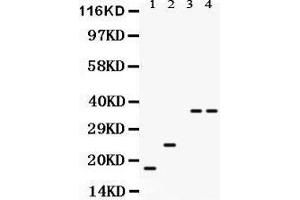 Anti- PLN Picoband antibody, Western blotting All lanes: Anti PLN  at 0. (Phospholamban Antikörper  (N-Term))