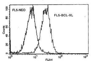 Image no. 1 for anti-BCL2-Like 1 (BCL2L1) antibody (FITC) (ABIN135022)