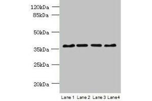 Western blot All lanes: C8orf48 antibody at 1 μg/mL Lane 1: HepG2 whole cell lysate Lane 2: Mouse liver tissue Lane 3: MCF-7 whole cell lysate Lane 4: K562 whole cell lysate Secondary Goat polyclonal to rabbit IgG at 1/10000 dilution Predicted band size: 37 kDa Observed band size: 37 kDa (C8orf48 Antikörper  (AA 1-319))