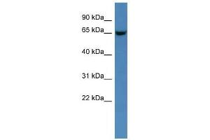 Gns antibody used at 0. (GNS Antikörper  (C-Term))