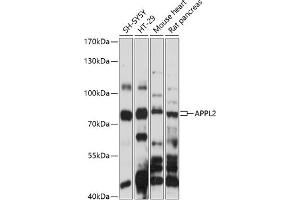 Western blot analysis of extracts of various cell lines, using  antibody (ABIN7265444) at 1:1000 dilution. (APPL2 Antikörper  (AA 1-300))