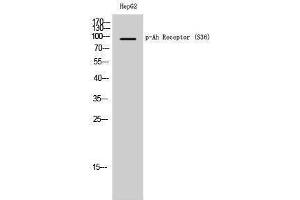 Western Blotting (WB) image for anti-Aryl Hydrocarbon Receptor (AHR) (pSer36) antibody (ABIN3182597) (Aryl Hydrocarbon Receptor Antikörper  (pSer36))
