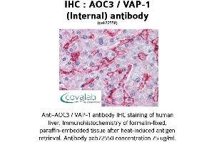 Image no. 1 for anti-Amine Oxidase, Copper Containing 3 (Vascular Adhesion Protein 1) (AOC3) (C-Term), (Internal Region) antibody (ABIN1731826) (AOC3 Antikörper  (C-Term, Internal Region))