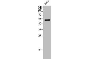 Western Blot analysis of hela cells using DNA pol δ3 Polyclonal Antibody (POLD3 Antikörper  (C-Term))