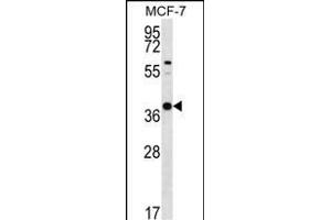 YIF1B Antibody (N-term) (ABIN656530 and ABIN2845795) western blot analysis in MCF-7 cell line lysates (35 μg/lane). (YIF1B Antikörper  (N-Term))