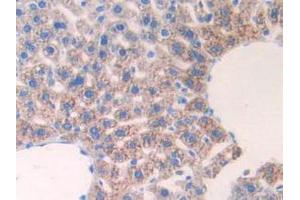 IHC-P analysis of Mouse Liver Tissue, with DAB staining. (IL17RE Antikörper  (AA 457-630))