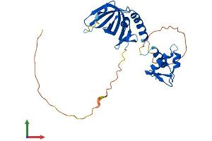 AlphaFold protein structure predicition of Mouse Recombinant Rpa2 Protein, UniprotID Q62193