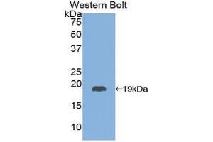 Western Blotting (WB) image for anti-Thyroid Stimulating Hormone, beta (TSHB) (AA 20-134) antibody (ABIN1078576) (TSHB Antikörper  (AA 20-134))