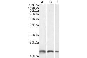 Western Blotting (WB) image for anti-Ionized Calcium-binding Adapter Molecule 1 (IBA1) (C-Term) antibody (ABIN184738)