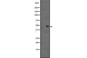 Western blot analysis of SS4R expression in Jurkat cell lysate,The lane on the left is treated with the antigen-specific peptide. (SSTR4 Antikörper  (C-Term))