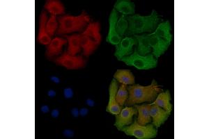 ABIN6257342 and ABIN6275523 staining Hela cells by IF/ICC. (Septin 6 Antikörper  (Internal Region))