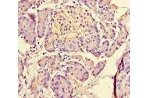 Immunohistochemistry of paraffin-embedded human pancreatic tissue using ABIN7159156 at dilution of 1:100 (MED31 Antikörper  (AA 2-72))