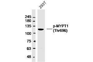 293T lysates probed with MYPT1 (Thr696) Polyclonal Antibody, Unconjugated  at 1:300 dilution and 4˚C overnight incubation. (PPP1R12A Antikörper  (pThr696))