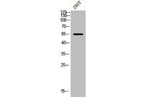 Western Blot analysis of 293T cells using Phospho-Akt1/3 (Y437/434) Polyclonal Antibody (AKT1/3 (pTyr434), (pTyr437) Antikörper)
