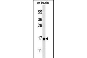 Western blot analysis of anti-cleaved-LC3 (G8a) Pab 1805a in mouse brain tissue lysate. (MAP1LC3A Antikörper  (cleaved))