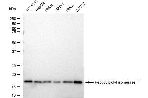 Western blotting analysis using Peptidylprolyl isomerase F antibody (ABIN7799770). (Rekombinanter PPIF Antikörper)