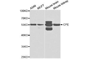 Western Blotting (WB) image for anti-Carboxypeptidase E (CPE) antibody (ABIN1876646) (CPE Antikörper)