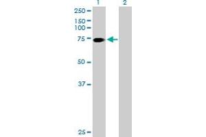 Western Blot analysis of SLC6A17 expression in transfected 293T cell line by SLC6A17 MaxPab polyclonal antibody. (SLC6A17 Antikörper  (AA 1-727))