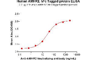 ELISA image for Anti-Mullerian Hormone Receptor, Type II (AMHR2) (AA 18-149) protein (Fc Tag) (ABIN7092714)