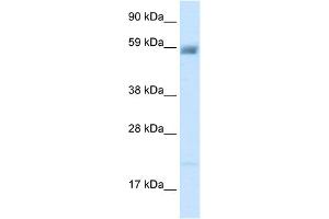 WB Suggested Anti-ACCN3 Antibody Titration:  2. (ASIC3 Antikörper  (N-Term))