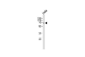Western blot analysis of lysates from 293,Hela cell line (from left to right),using SH-PTP2 Antibody (ABIN484015 and ABIN1533396). (PTPN11 Antikörper)