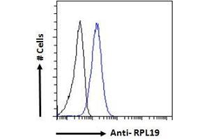 ABIN185648 Flow cytometric analysis of paraformaldehyde fixed A431 cells (blue line), permeabilized with 0. (RPL19 Antikörper  (Internal Region))