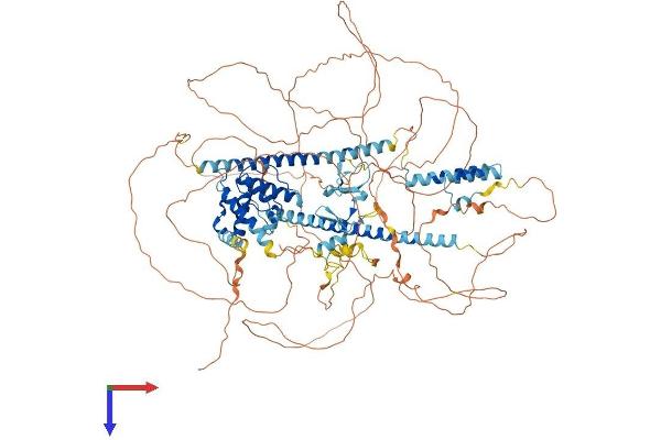 LIMCH1 Protein (AA 1-1083) (His tag)