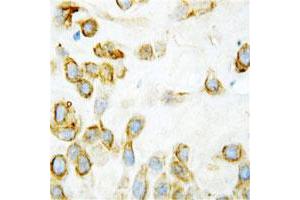 Immunohistochemical staining of human placenta tissue with THBS2 polyclonal antibody  at 1ug/mL. (Thrombospondin 2 Antikörper  (Middle Region))