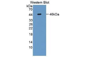 Western blot analysis of the recombinant protein. (FUT8 Antikörper  (AA 206-575))