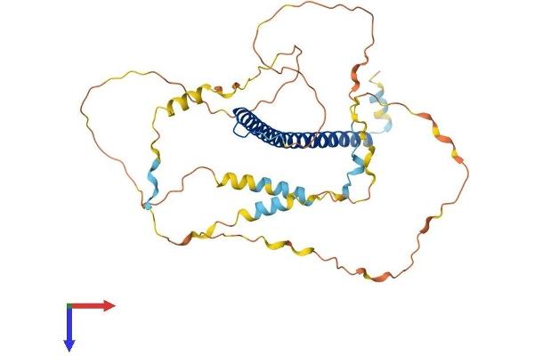 CEBPA Protein (AA 1-358) (His tag)