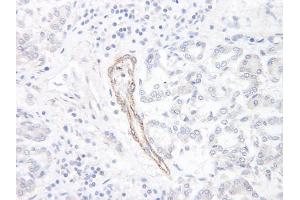 Image no. 1 for anti-Chemokine (C-C Motif) Ligand 1 (CCL1) antibody (ABIN465124) (CCL1 Antikörper)