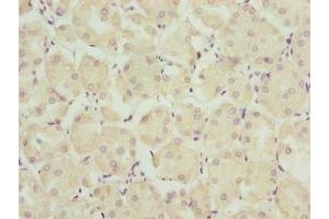 Immunohistochemistry of paraffin-embedded human pancreatic tissue using ABIN7172369 at dilution of 1:100