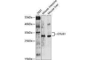 Western blot analysis of extracts of various cell lines, using OTUB1 antibody (ABIN6133843, ABIN6145085, ABIN6145087 and ABIN6214521) at 1:1000 dilution. (OTUB1 Antikörper)