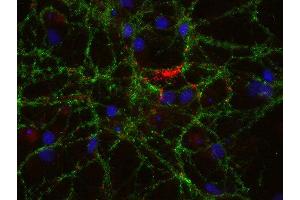 Indirect immunostaining of PFA fixed rat hippocampus neurons with anti-pantophysin (dilution 1 : 500; red) and mouse anti-synapsin 1 (, dilution 1 : 500; green). (SYPL1 Antikörper  (AA 242-261))