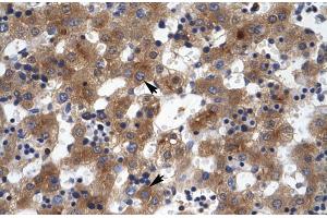 Human Liver (ZNF551 Antikörper  (N-Term))
