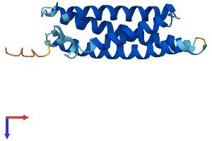 MAL Protein (AA 1-153) (His tag)
