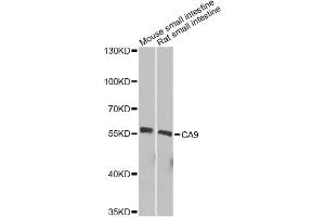 Western blot analysis of extracts of various cell lines, using CA9 Antibody. (CA9 Antikörper)